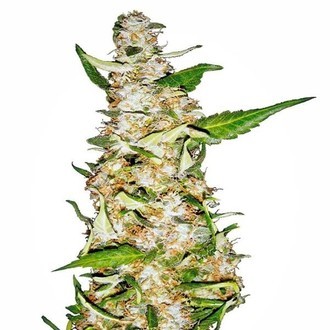 Skunk 1 Autoflorescente (Sensi Seeds) feminizada
