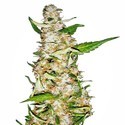 Skunk 1 Autoflorescente (Sensi Seeds) feminizada