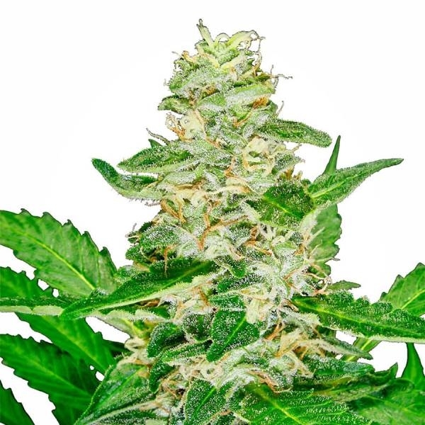 Super Skunk Autoflorescente (Sensi Seeds) feminizada