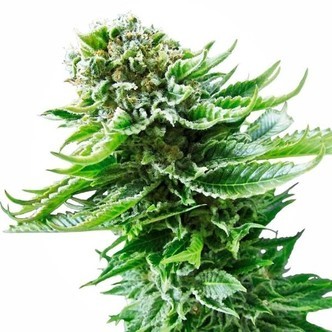 Northern Lights Autoflorescente (Sensi Seeds) feminizada