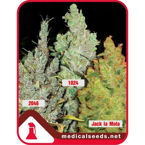Collection 2 (Medical Seeds) feminizada