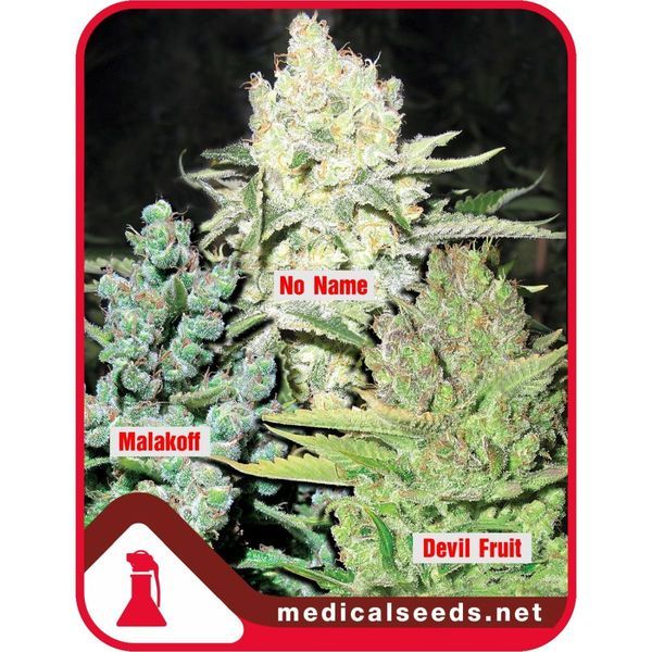 Collection 4 (Medical Seeds) feminizada