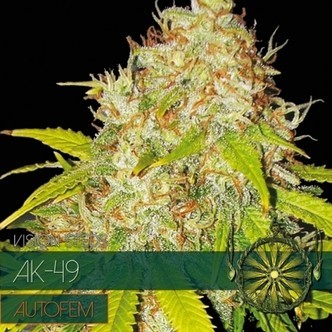 AK-49 Autoflorescente (Vision Seeds) feminizada
