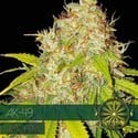AK-49 Autoflorescente (Vision Seeds) feminizada