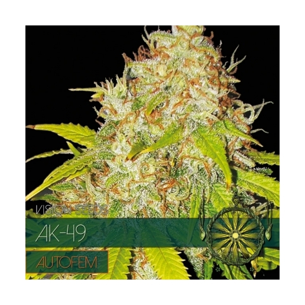 AK-49 Autoflorescente (Vision Seeds) feminizada