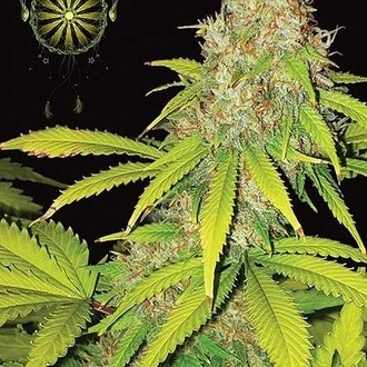 AK-49 Autoflorescente (Vision Seeds) feminizada