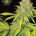 AK-49 Autoflorescente (Vision Seeds) feminizada