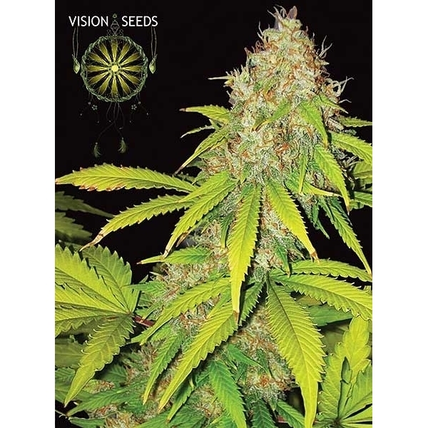 AK-49 Autoflorescente (Vision Seeds) feminizada