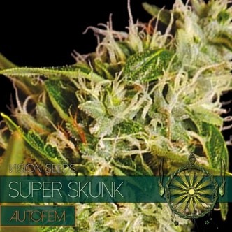 Super Skunk Autoflorescente (Vision Seeds) feminizada