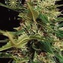 Super Skunk Autoflorescente (Vision Seeds) feminizada
