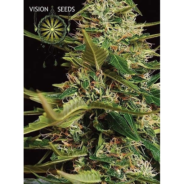 Super Skunk Autoflorescente (Vision Seeds) feminizada