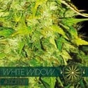 White Widow Autoflorescente (Vision Seeds) feminizada