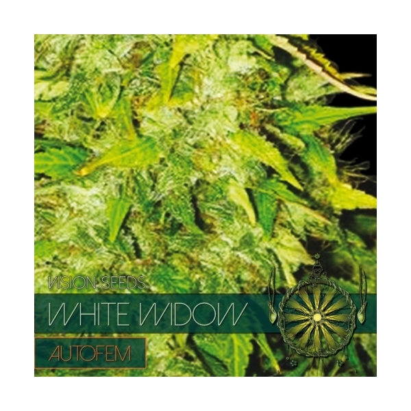 White Widow Autoflorescente (Vision Seeds) feminizada