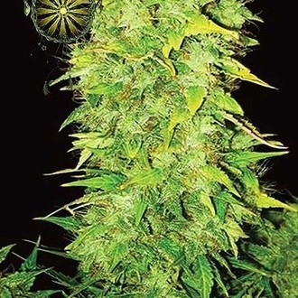 White Widow Autoflorescente (Vision Seeds) feminizada