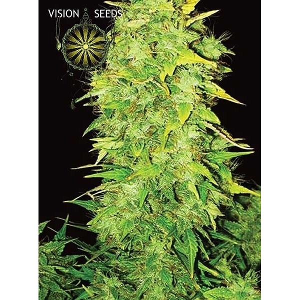 White Widow Autoflorescente (Vision Seeds) feminizada