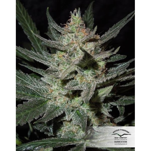 Blue Auto Mazar (Dutch Passion) feminizada