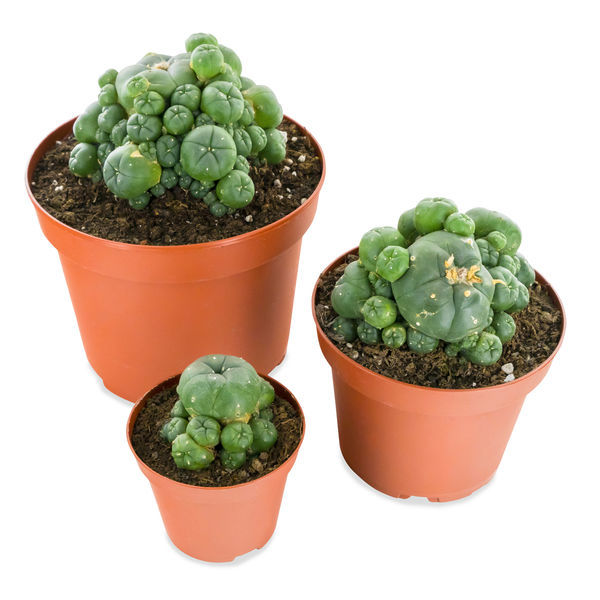 Peyote com rebentos (Lophophora williamsii)