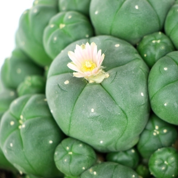 Peyote com rebentos (Lophophora williamsii)