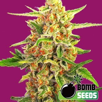 Cherry Bomb (Bomb Seeds) feminizada