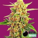 Cherry Bomb (Bomb Seeds) feminizada