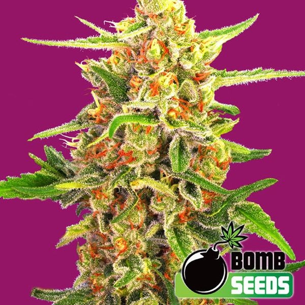 Cherry Bomb (Bomb Seeds) feminizada