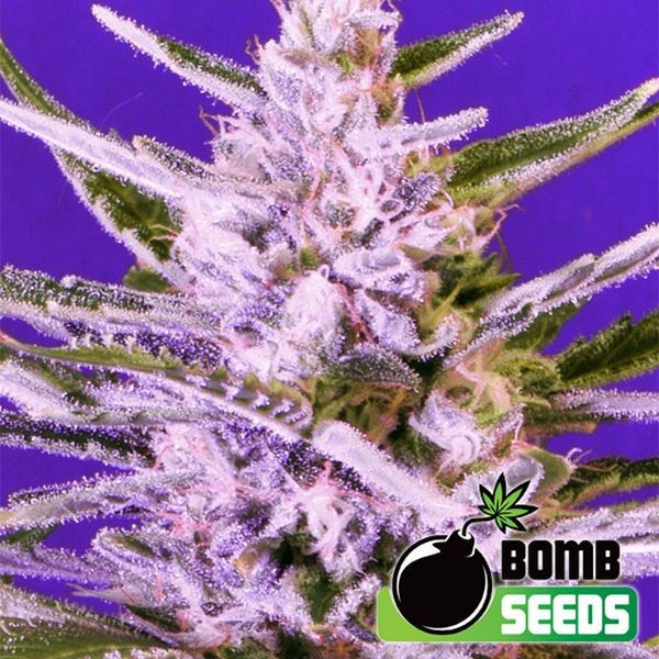 Ice Bomb (sementes feminizadas) da Bomb Seeds