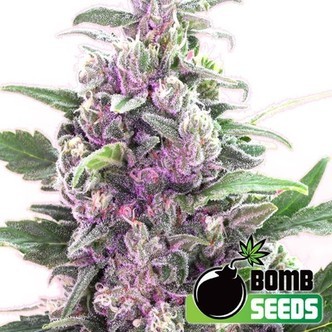 THC Bomb (Bomb Seeds) Feminizada