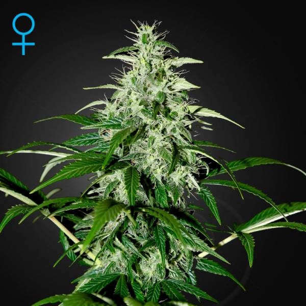 Kalashnikova Autoflorescente (Greenhouse Seeds) feminizada