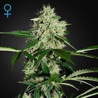 Northern Lights Autoflorescente (Greenhouse Seeds) feminizada