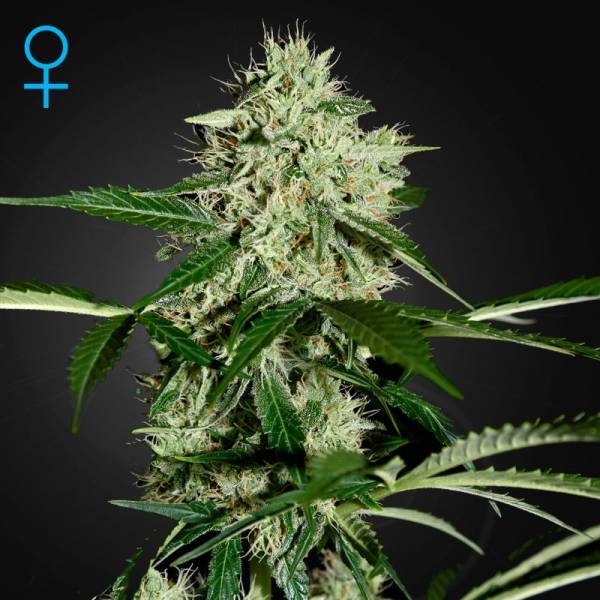 Northern Lights Autoflorescente (Greenhouse Seeds) feminizada