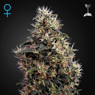 Sweet Mango Autoflorescente (Greenhouse Seeds) feminizada