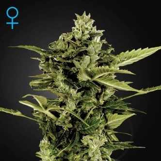Auto-Bomb Autoflorescente (Greenhouse Seeds) Feminizada