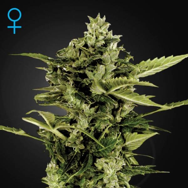 Auto-Bomb Autoflorescente (Greenhouse Seeds) Feminizada