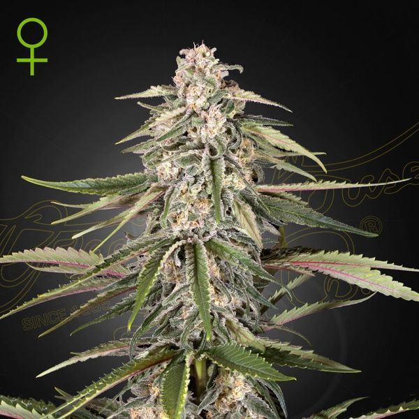 Super Bud (Greenhouse Seeds) feminizada