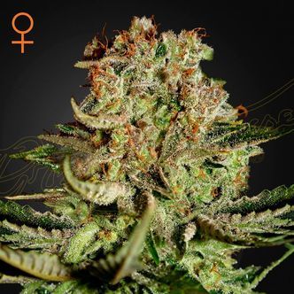 Super Critical (Greenhouse Seeds) feminizada
