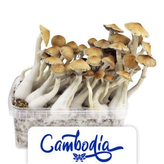 Zamnesia Grow Kit "Cambodia"