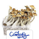 Zamnesia Grow Kit "Cambodia"