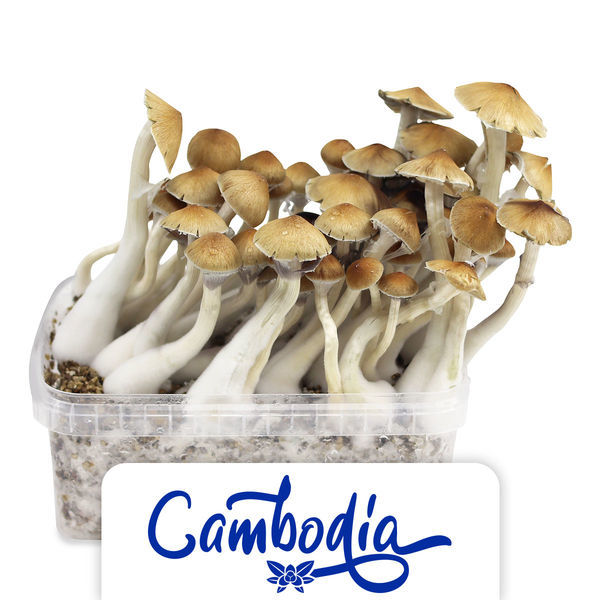 Zamnesia Grow Kit "Cambodia"