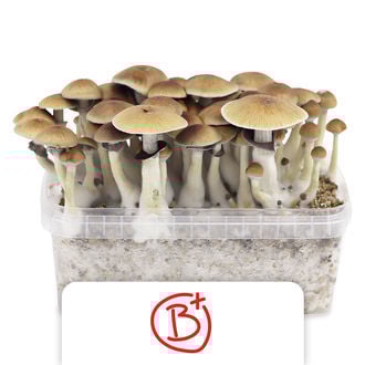 Zamnesia Kit de Cultivo 'B+'