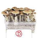 Zamnesia Kit de Cultivo 'B+'
