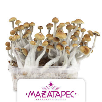 Kit de cultivo Zamnesia 'Mazatapec'