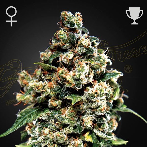 Jack Herer (Greenhouse Seeds) feminizada