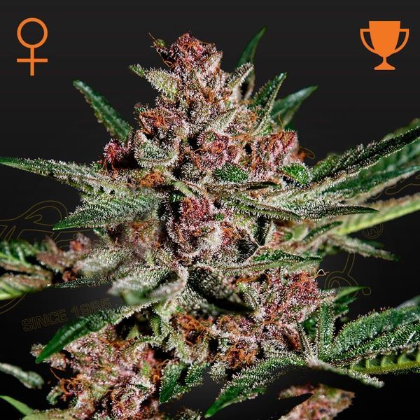 Bubba Kush (Greenhouse Seeds) feminizada