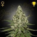 Super Lemon Haze (Greenhouse Seeds) feminizada