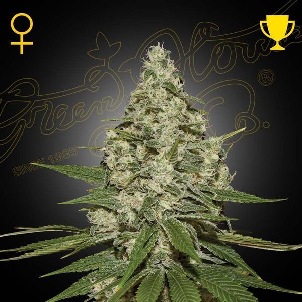 Super Lemon Haze (Greenhouse Seeds) feminizada