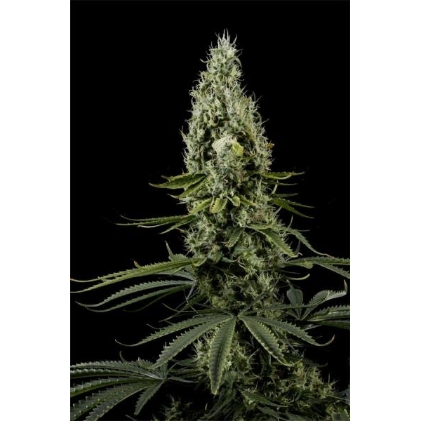 Arjan's Haze 3 (Greenhouse Seeds) feminizada