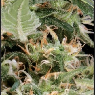 Arjan's Ultra Haze 1 (Greenhouse Seeds) feminizada