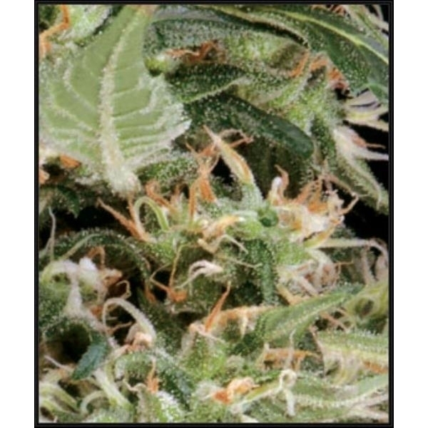 Arjan's Ultra Haze 1 (Greenhouse Seeds) feminizada