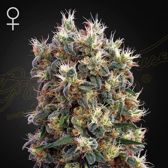 A Church (Greenhouse Seeds) feminizada