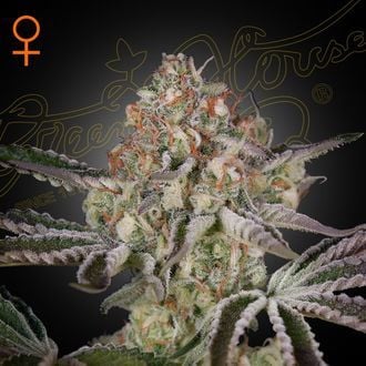 Tubarão Branco (Greenhouse Seeds) feminizada